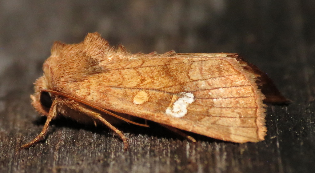Eastern American Ear Moths
