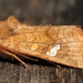 American Ear Moth - Photo (c) Paul Bedell, some rights reserved (CC BY-SA), uploaded by Paul Bedell