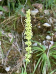 Tofieldia calyculata