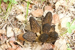 Morchellaceae