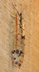 Dendroleon obsoletus