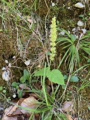 Tofieldia calyculata