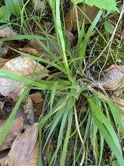 Tofieldia calyculata