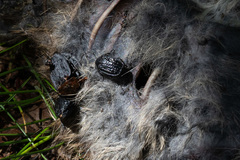 Thanatophilus rugosus