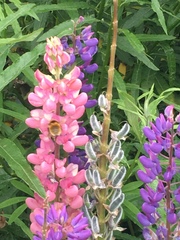 Bombus distinguendus