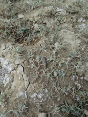 Salsoloideae