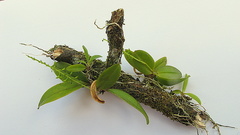 Notylia pubescens