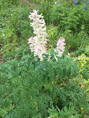 Corydalis caseana