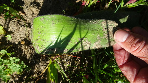 Image of Haemanthus pubescens by (c) Paul Emms, some rights reserved (CC BY-SA)