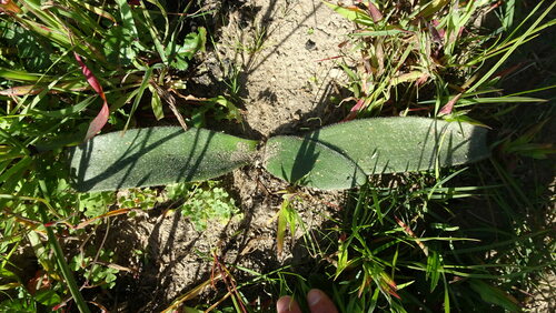 Image of Haemanthus pubescens by (c) Paul Emms, some rights reserved (CC BY-SA)