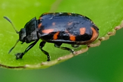 Chrysomela falsa