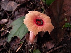 Abrachium floriforme