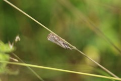 Thisanotia chrysonuchella