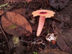 Abrachium floriforme