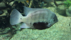 Pantano Cichlid photo 4