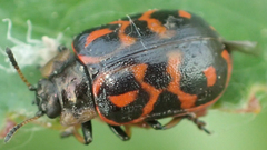 Chrysomela falsa