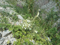 Campanula alliariifolia