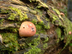 Lycoperdon fuligineum