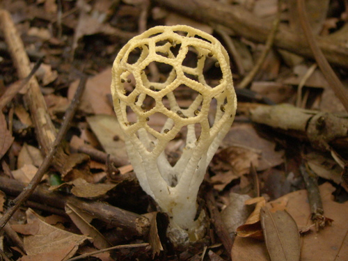 Clathrus chrysomycelinus