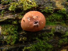 Lycoperdon fuligineum