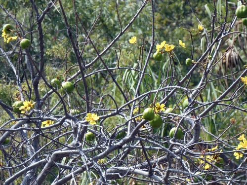 Image of Cochlospermum gillivraei by (c) Kai Squires, some rights reserved (CC BY)