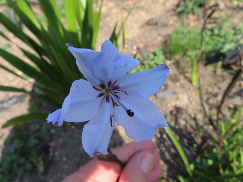 Image of Aristea spiralis by (c) linkie, some rights reserved (CC BY)