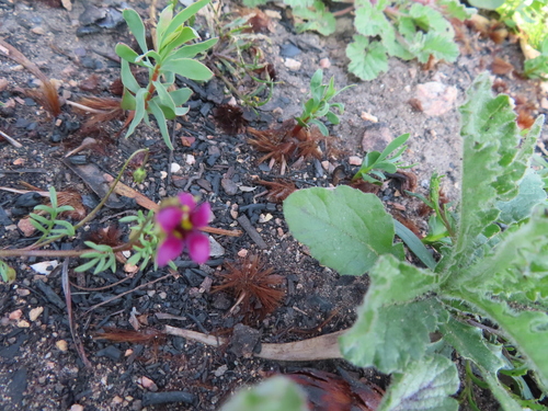 Image of Diascia capensis by (c) linkie, some rights reserved (CC BY)
