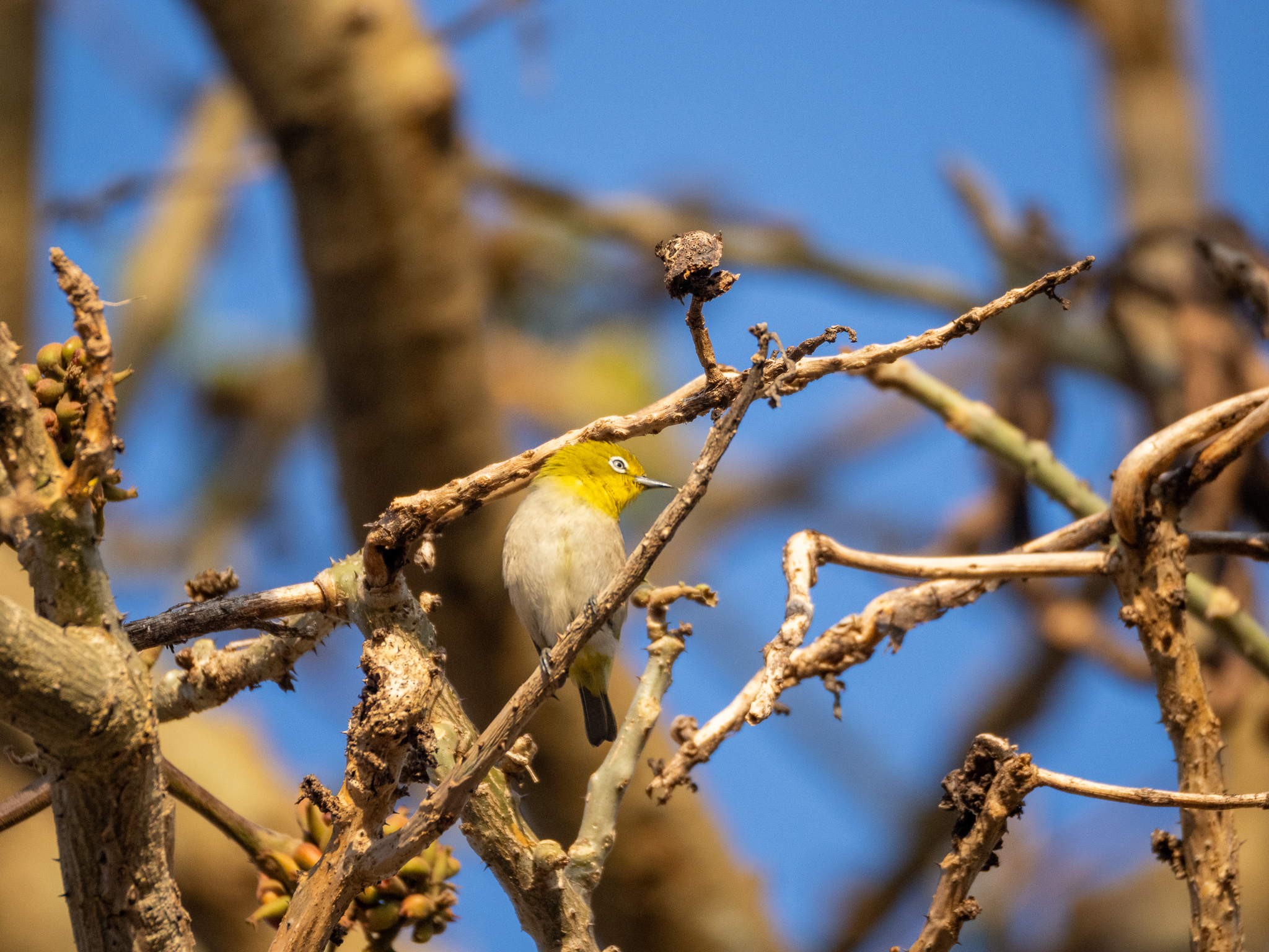 Warbling White-eye