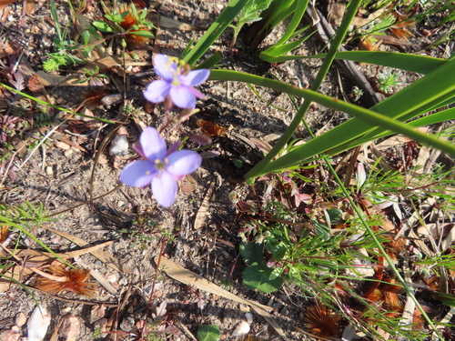 Image of Heliophila subulata by (c) linkie, some rights reserved (CC BY)