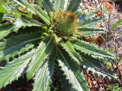 Image of Berkheya armata by (c) linkie, some rights reserved (CC BY)