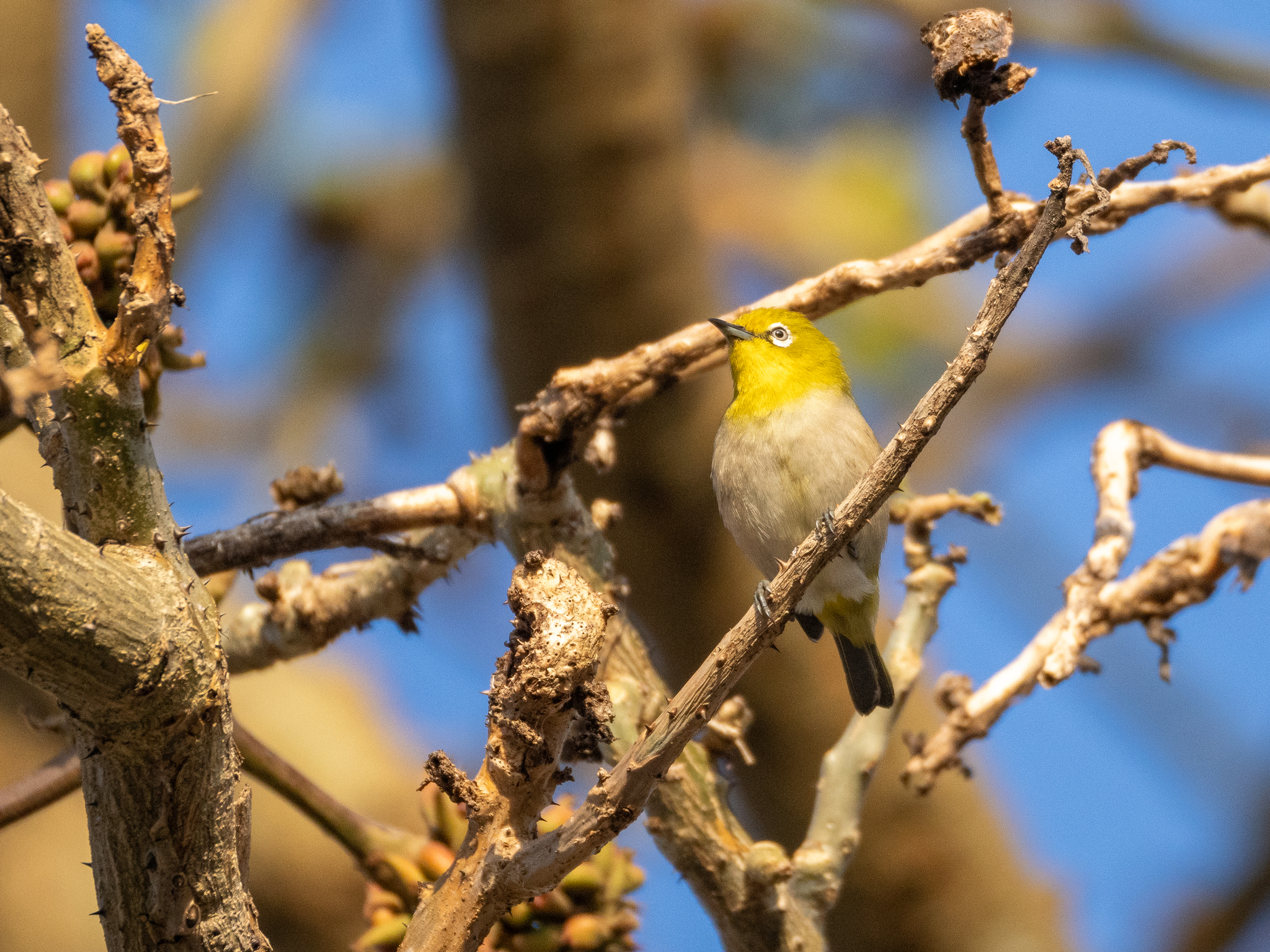 Warbling White-eye