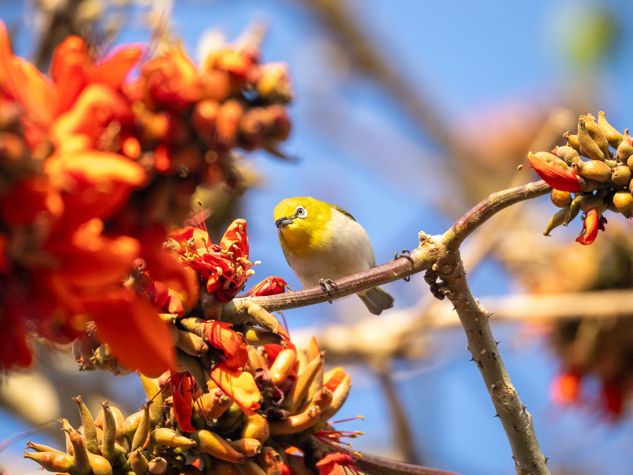 Warbling White-eye