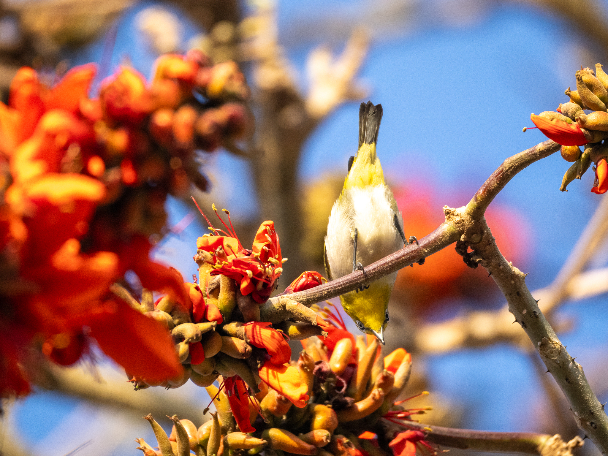 Warbling White-eye