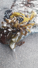 Mazzaella laminarioides