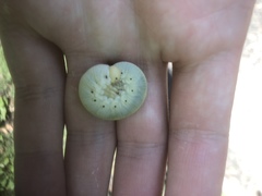 Cimbicidae