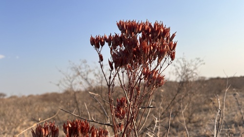 Image of Kalanchoe brachyloba by no rights reserved