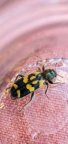 Ornate Checkered Beetle