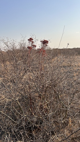 Image of Kalanchoe brachyloba by no rights reserved
