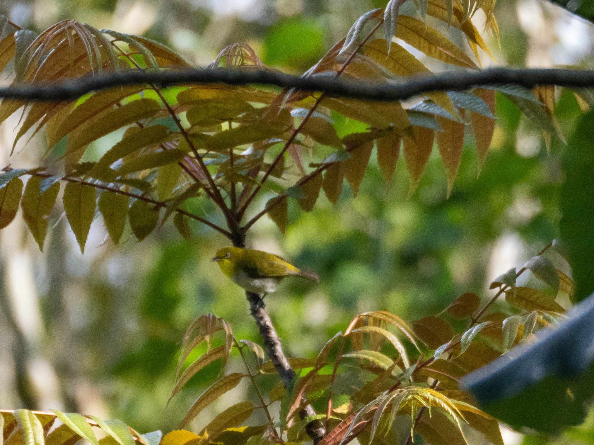 Warbling White-eye