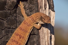 Pygmy Mulga Monitor photo 4