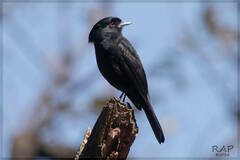 Blue-Billed Black Tyrant photo 5