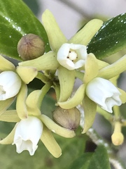 Cynanchum natalitium