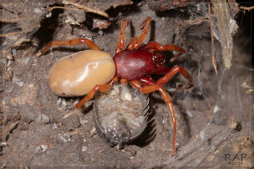 Woodlouse Spider, photo 3 of 10