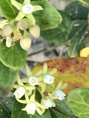 Cynanchum natalitium