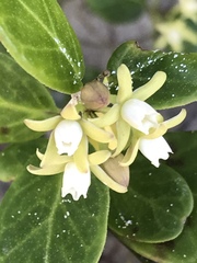 Cynanchum natalitium