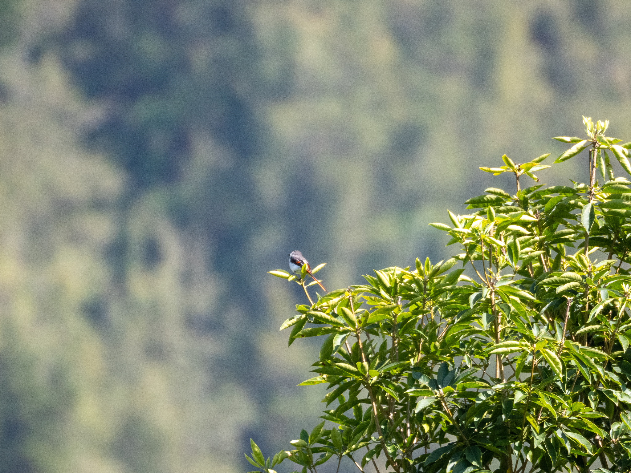 Little Minivet (Pericrocotus lansbergei), photo 5