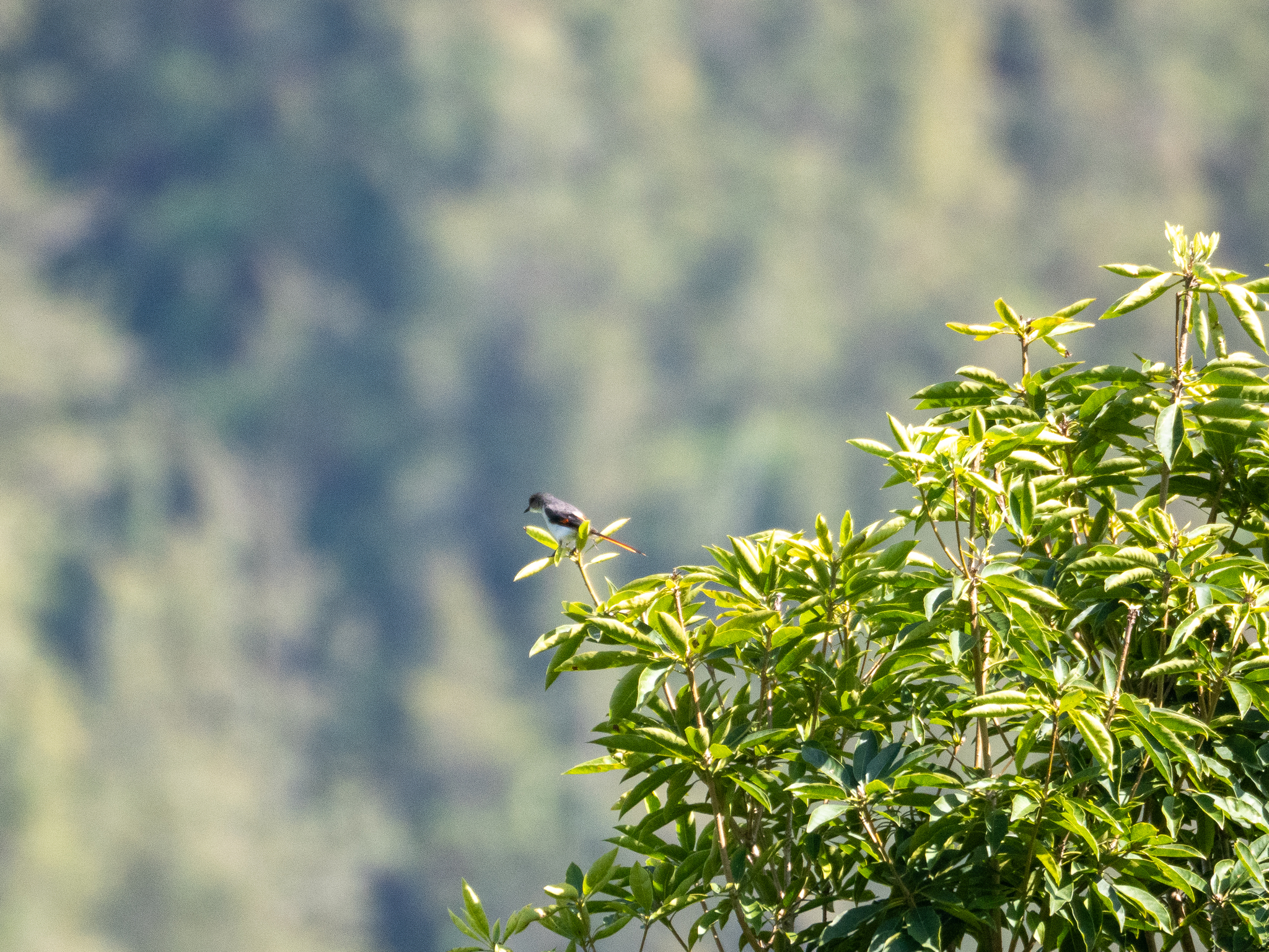 Little Minivet (Pericrocotus lansbergei), photo 7