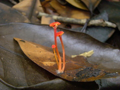 Hygrocybe trinitensis