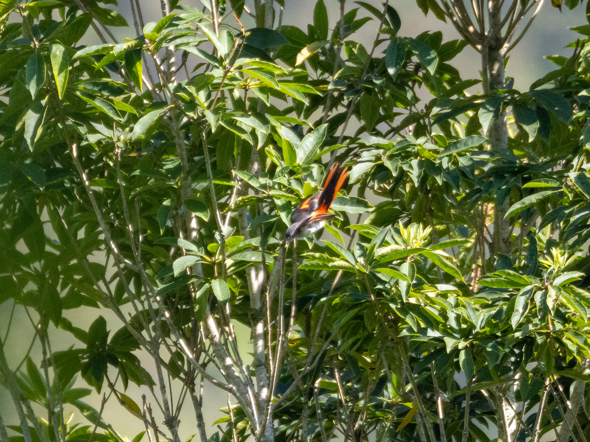 Little Minivet (Pericrocotus lansbergei), photo 8