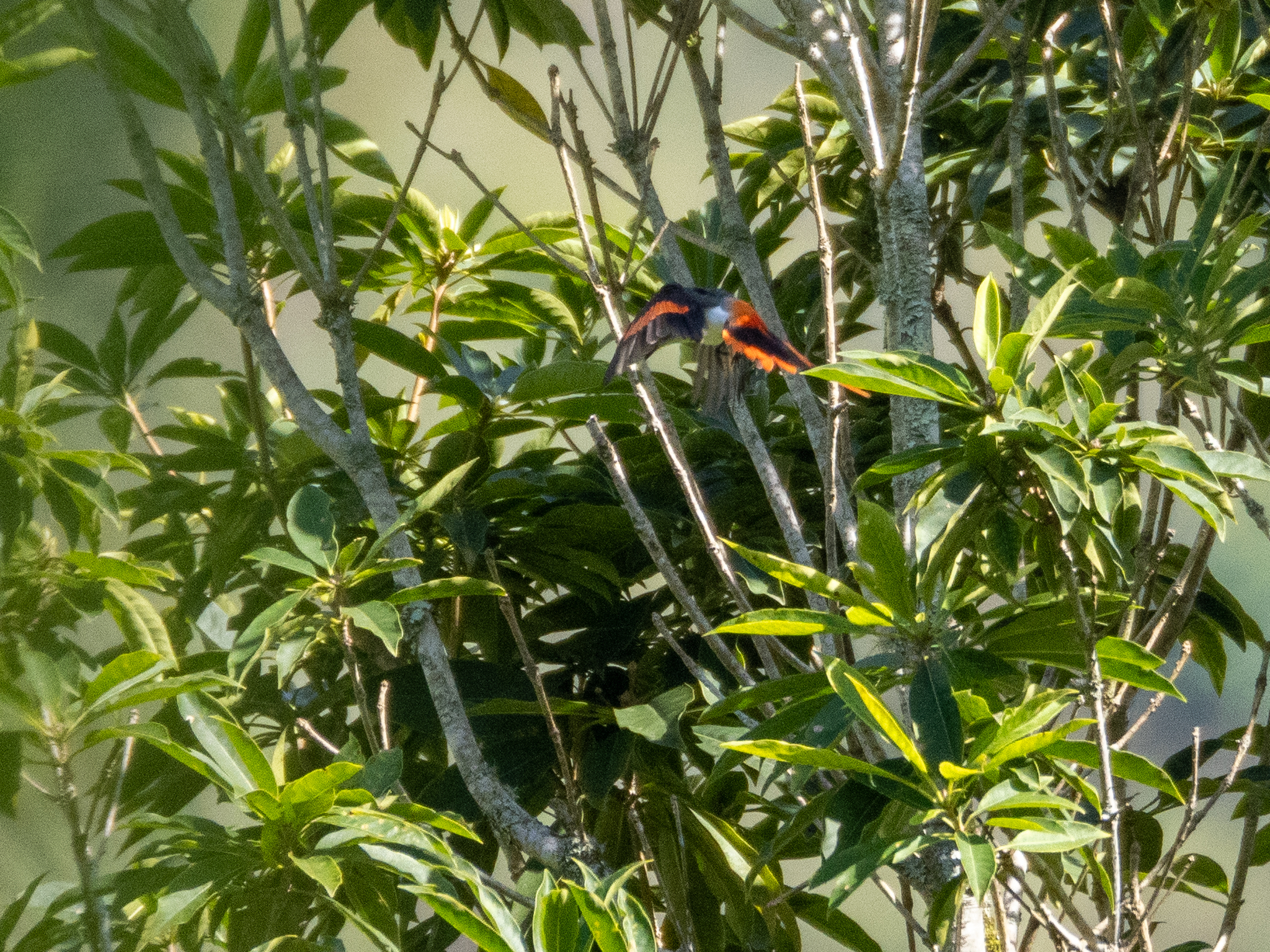 Little Minivet (Pericrocotus lansbergei), photo 6